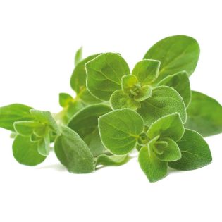 اوريجانو مستورد كيلو