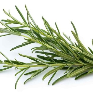 روزماري حبة