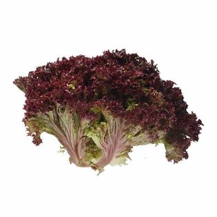 خس لولو  روسو احمر  كيلو