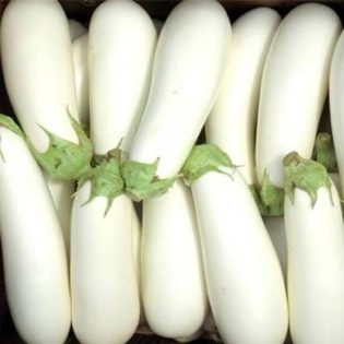 باذنجان ابيض